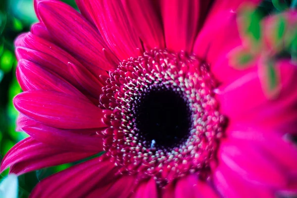 Gerberas Rosadas Ramo Regalo Feliz Cumpleaños — Foto de Stock