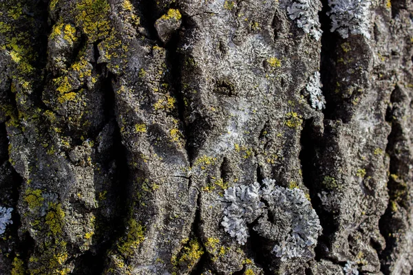Lichen Sur Écorce Arbre Vieux Peupliers Dans Parc Fond Forestier — Photo