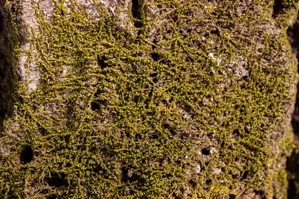 Grön Mossa Trädet Barken Från Ett Träd Växter Selektiv Inriktning — Stockfoto