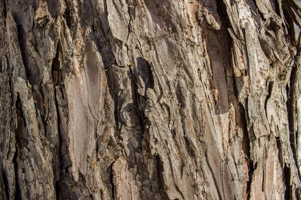 Mörkbrun Ett Träd Bark Bakgrund Textur — Stockfoto
