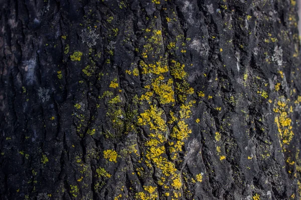 Flechten Auf Der Rinde Eines Baumes Alte Pappeln Park Hintergrund — Stockfoto