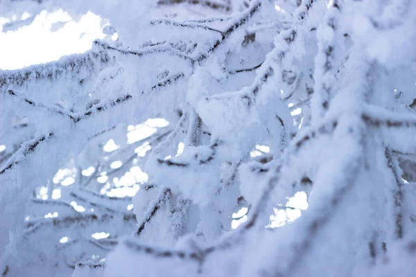 茂みの枝に雪と樹氷 霜で覆われた小枝と美しい冬の背景 公園内の植物は毛の霜で覆われています 寒い雪の天気 涼しい霜降りテクスチャ — ストック写真