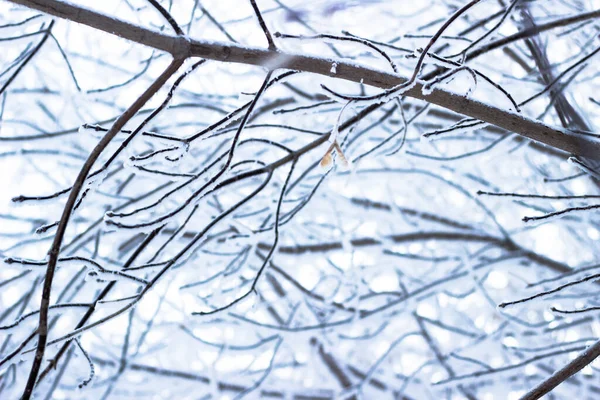 雪の中 枝に雪 枝に雪 — ストック写真