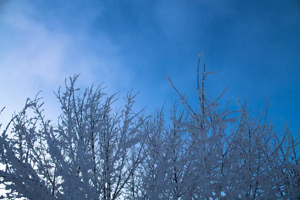 Snötäckta Grenar Mot Den Blå Himlen Vackert Vinterlandskap — Stockfoto