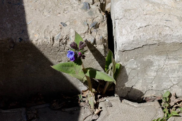 Una Flor Creciendo Través Del Asfalto Fondo Natural Imágenes de stock libres de derechos