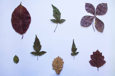 Beyaz Arkaplanda Renkli Yapraklar
