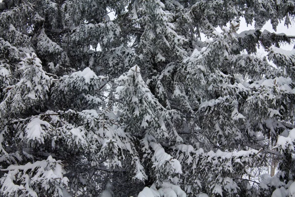 Hintergrund Mit Schneebedeckten Weihnachtsbäumen Schneebedeckte Bäume Weihnachtlicher Hintergrund — Stockfoto