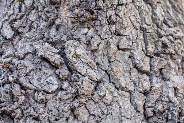 Baumrindenstruktur Sehr Schöner Hintergrund — Stockfoto