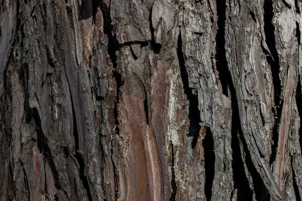 Rinde Eines Baumes Holz Natürliches Material Natürlicher Hintergrund Alter Baum — Stockfoto