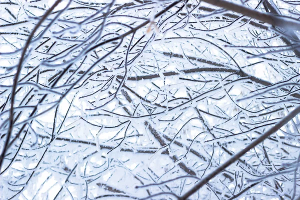 Textur Trädgrenar Vinterlandskap Frosty Väder Utanför Frost Januari — Stockfoto