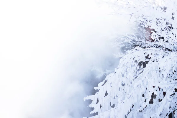 白い背景の木に雪に覆われた枝 祭りの背景 2021年 メリークリスマス — ストック写真