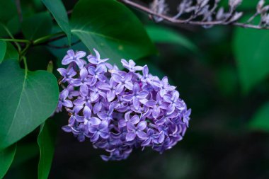 Bahçedeki bir ağaçta sirenlerin bir dalı, parkta. İlkbaharda güzel çiçek açan leylak ağaçları. İlkbaharda çiçek açar. Bahar konsepti.