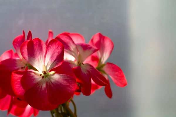 Geranium Stoi Parapecie Przy Oknie Roślina Domowa Różowe Kwiaty Geranium — Zdjęcie stockowe