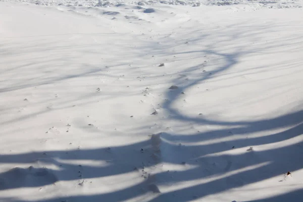 冬の背景 雪の上の木のシルエットの日陰 — ストック写真