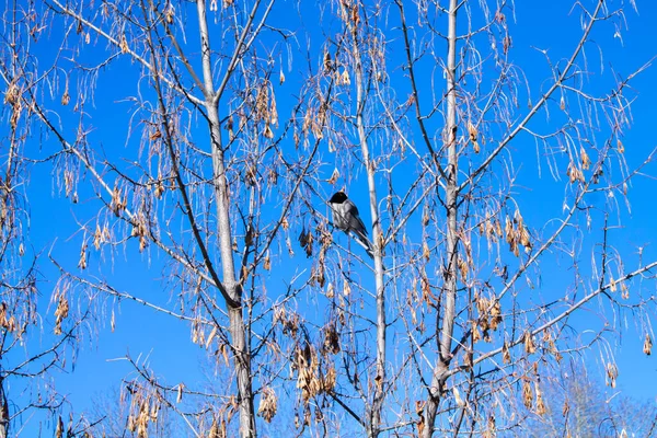 Small Gray Bird Black Head Sits Maple Branch Tit Living — Stock fotografie