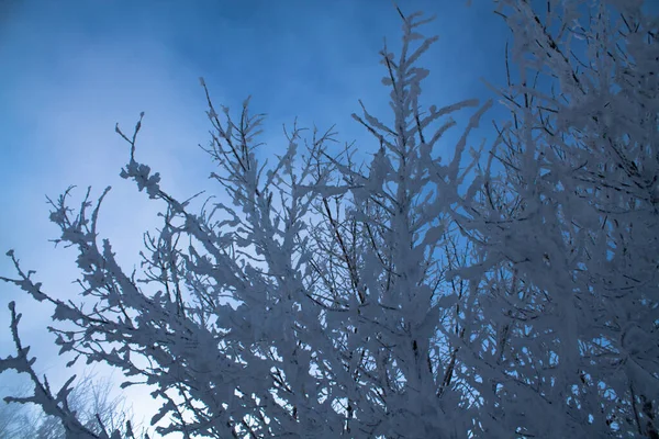 雪に覆われた青空に対する枝 雪の朝 ロシアの霜の多い冬 — ストック写真