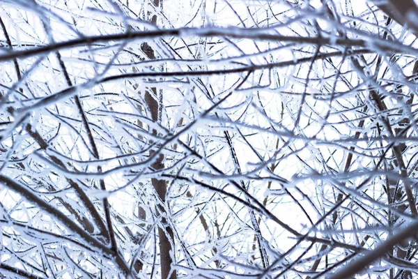 木の枝 冬の森 公園だ 雪の層の下の桜の枝 — ストック写真
