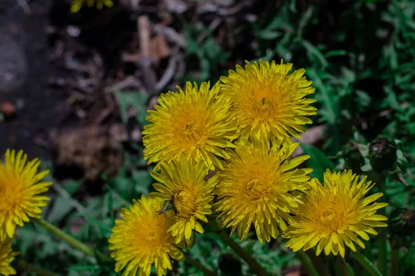 Flores Amarillas Sobre Fondo Verde Tierra Diente León Flores Que —  Fotos de Stock