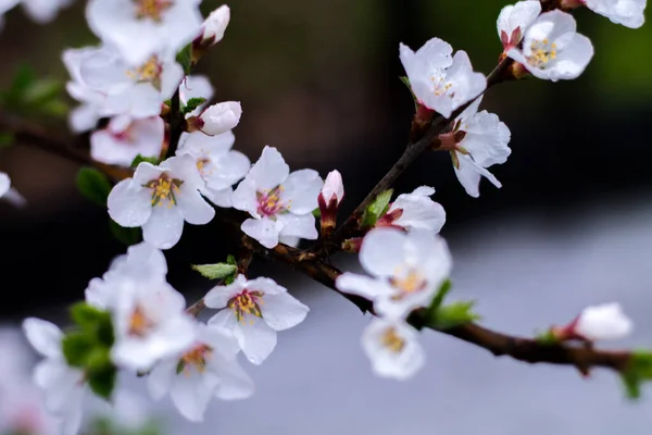 Flores Primavera Ramo Árvore Lindamente Florescente Cereja Sakura Sol Com — Fotografia de Stock