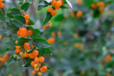 Yeşil yapraklı ve turuncu meyveli ağaç dalları. Süslü çalılar