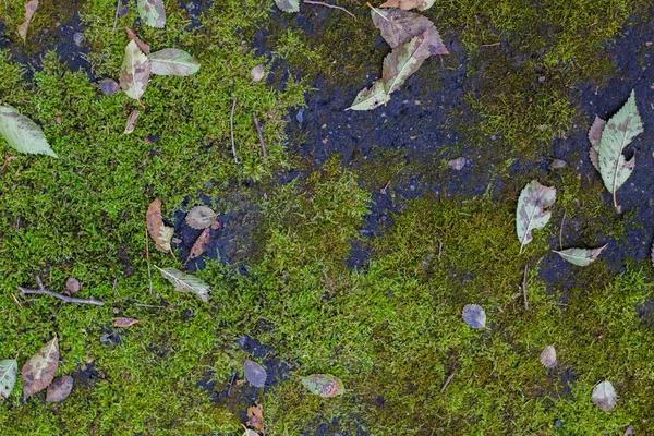 Asfalto Cubierto Musgo Hermoso Musgo Verde Antecedentes Poco Habituales —  Fotos de Stock