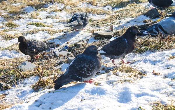 Les Pigeons Assoient Par Terre Dans Neige Les Colombes Sont — Photo