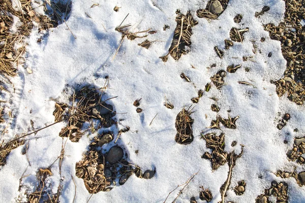 Dernière Neige Sur Herbe Jaune Printemps Est Arrivé — Photo