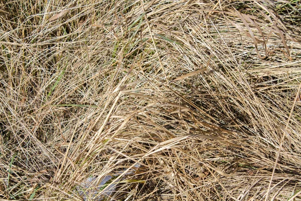 Texture Dried Grass Yellow Background Grassy Background — Stock Photo, Image