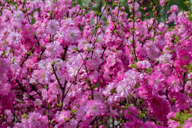Pembe çiçeklerle sakura dalları. Çiçekli güzel bir ağaç. Sakura çiçeği..