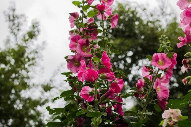 Pembe çiçekli mallow çiçeği. Güzel, uzun bir bitki. uzun dekoratif çiçekler