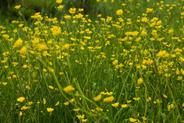 Yeşil arka planda bir sürü sarı çiçek var. Güzel çiçek arkaplanı. sarı çiçekler