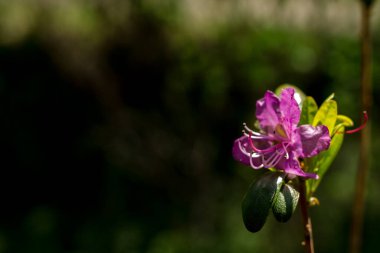 Rododendron dauricum. RKAS kitabında güzel bir bitki var. Nadir çiçekler. Çalıların üzerinde pembe çiçekler. yabani biberiye