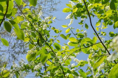 Ağaçların dallarında yeşil yapraklar. Mavi gökyüzü. Dalda kiraz çiçekleri.
