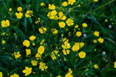 Karanlık bir anahtarda çiçek arkaplanı ve ortasında mesaj için boş bir alan. Üst Manzara. sarı çiçekler.