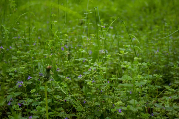 Lila Små Blommor Fokus Suddig Bakgrund Vacker Bakgrund Med Blommor — Stockfoto