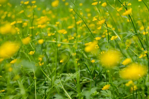春天草甸上的淡黄色花朵 非常软的选择性重点 — 图库照片