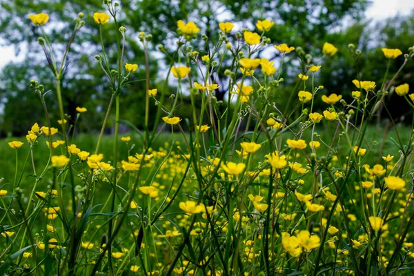 用黄色的小花装饰的玻璃 草地上的许多花 俄罗斯的田野夏天的一天自然背景 — 图库照片