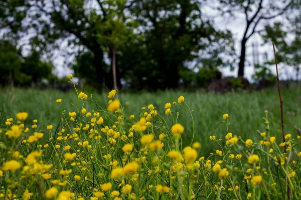 夏天的草地 开着美丽的黄花和绿草 阳光灿烂的日子 — 图库照片