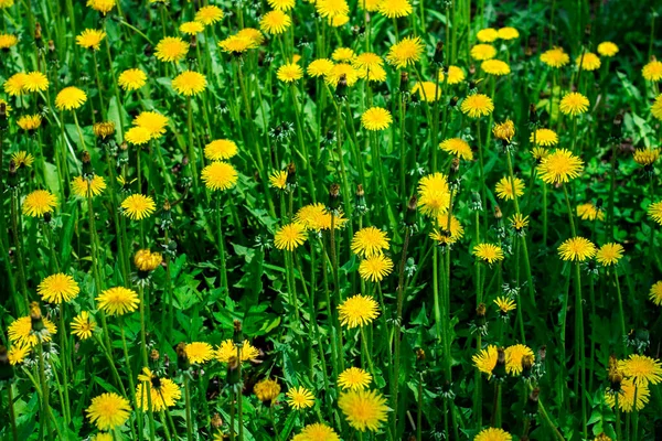 タンポポの畑 黄色の春の花の閉鎖 夏の花 — ストック写真