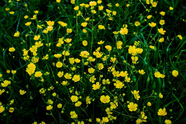 它们的草和黄色的花的背景 森林里美丽的夏天的冰雹 — 图库照片