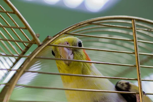 Mede Papegaai Een Kooi Vogels Dierentuin Dieren Zijn Niet Vrij — Stockfoto