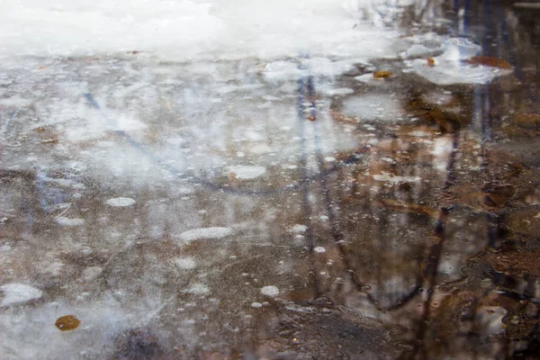 Eau Gelée Avec Feuilles Arbre Flaque Couverte Glace Vue Dessus — Photo