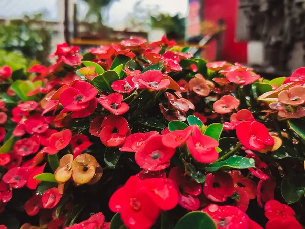 close picture of red flower in monsoon weather