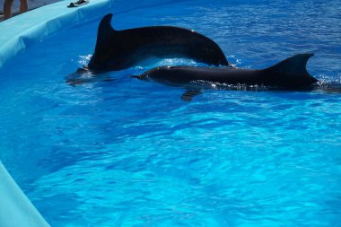 Yunuslar suda yüzüyor..