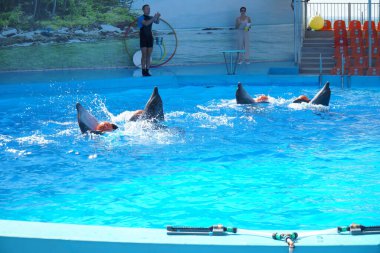 Top havuzunda dört yunus dönüyor. 