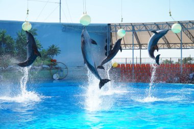 Sudan atlayan yunuslarla oynuyorlar..