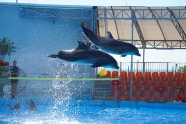 . Yunuslar sudan fırlıyor. Berdyansk Yunus Salonunda Performans.