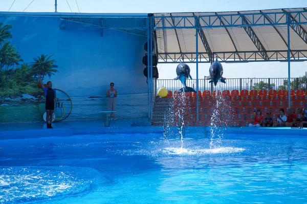 Delfines Saltando Del Agua Actuación Delfinario Berdyansk — Foto de Stock