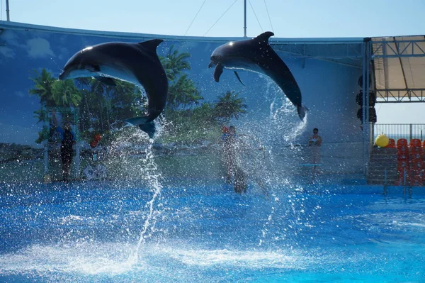 Dolphins Jumping Out Water Performance Berdyansk Dolphinarium — Stock Photo, Image