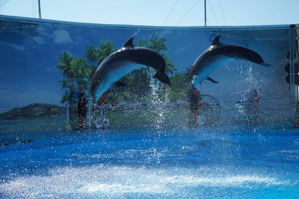 Delfines Saltando Del Agua Actuación Delfinario Berdyansk — Foto de Stock